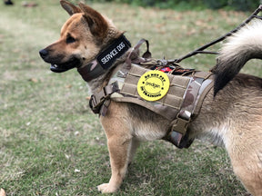 Tactical Dog Harness